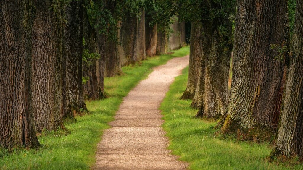 tree, avenue, away